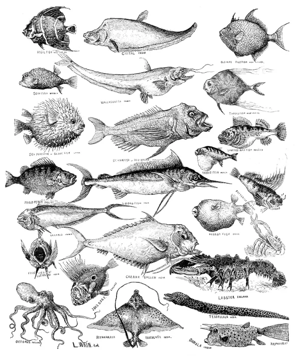 Framed Print : Odd fish at the International Fisheries Exhibition, 1883. Creator: Unknown Framed Print : Odd fish at the International Fisheries Exhibition, 1883. Creator: Unknown
