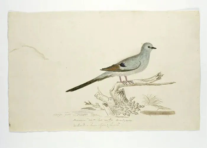 Framed Print : Oena capensis (Namaqua dove), 1777-1786. Creator: Robert Jacob Gordon