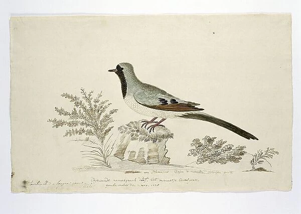Oena capensis (Namaqua dove), 1778. Creator: Robert Jacob Gordon