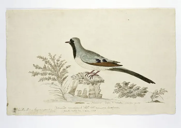 Framed Print : Oena capensis (Namaqua dove), 1778. Creator: Robert Jacob Gordon Framed Print : Oena capensis (Namaqua dove), 1778. Creator: Robert Jacob Gordon