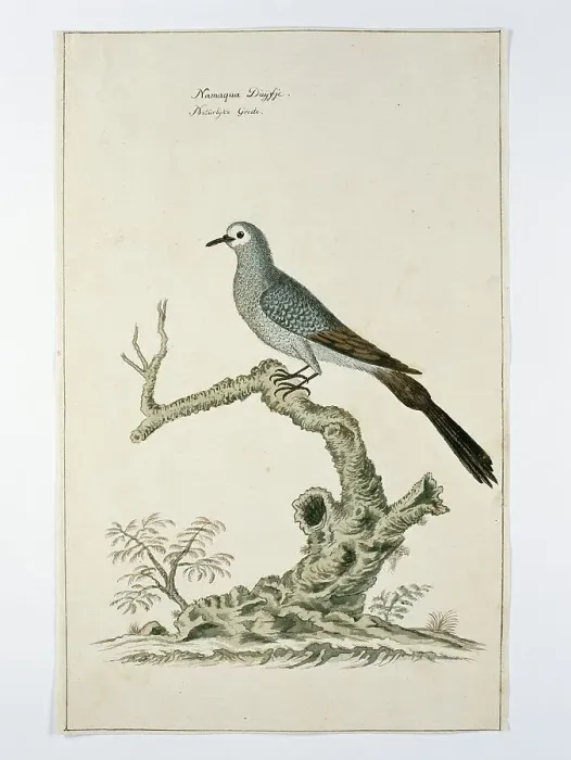 Framed Print : Oena capensis (Namaqua dove), c.1778. Creator: Robert Jacob Gordon Framed Print : Oena capensis (Namaqua dove), c.1778. Creator: Robert Jacob Gordon