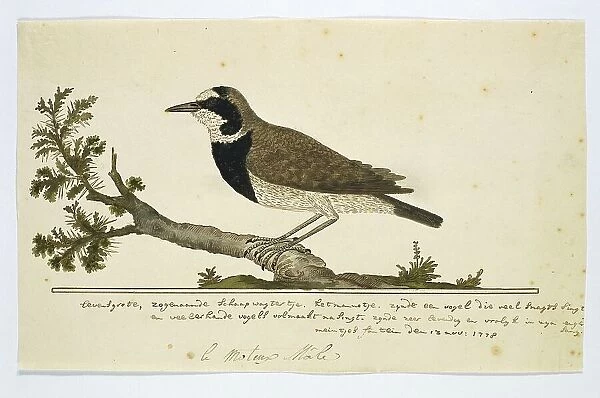 Oenanthe pileata (Capped Wheatear or Hoëveldskaapwagter in Afrikaans), 1778. Creator: Robert Jacob Gordon