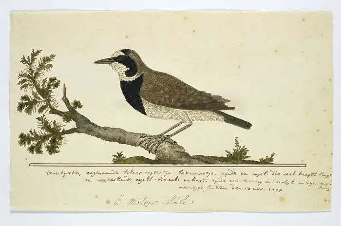 Framed Print : Oenanthe pileata (Capped Wheatear or Hoëveldskaapwagter in Afrikaans), 1778. Creator: Robert Jacob Gordon Framed Print : Oenanthe pileata (Capped Wheatear or Hoëveldskaapwagter in Afrikaans), 1778. Creator: Robert Jacob Gordon
