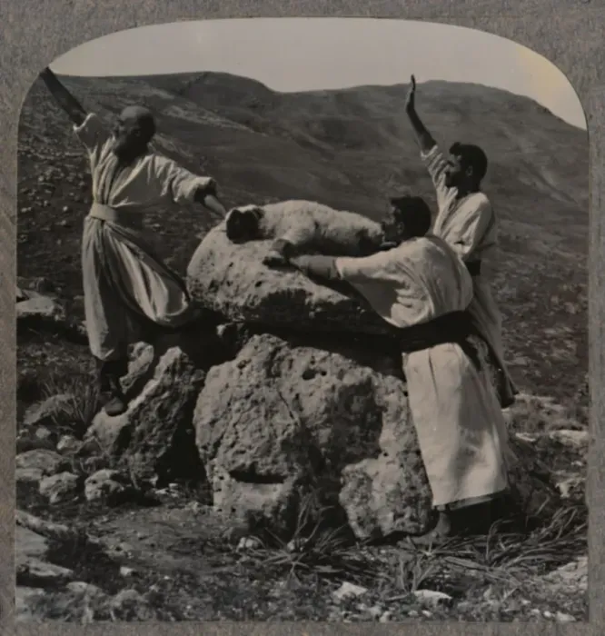 Framed Print : Offering sacrifice of lamb on Altar, Moreh, c1900 Framed Print : Offering sacrifice of lamb on Altar, Moreh, c1900