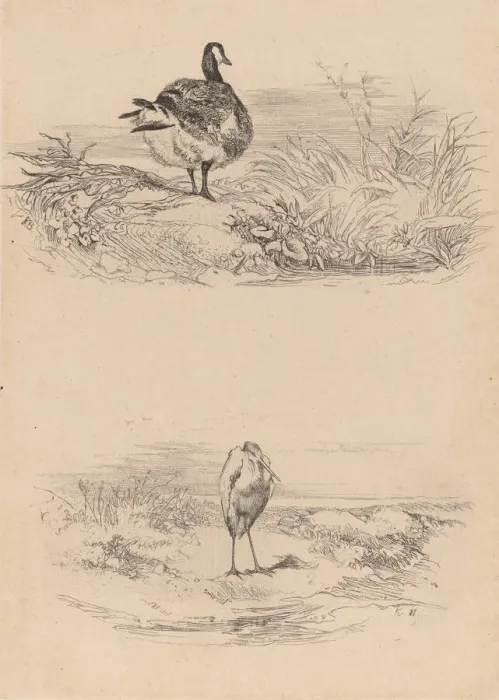 Framed Print : Oie, Heron. Creator: Karl Bodmer Framed Print : Oie, Heron. Creator: Karl Bodmer