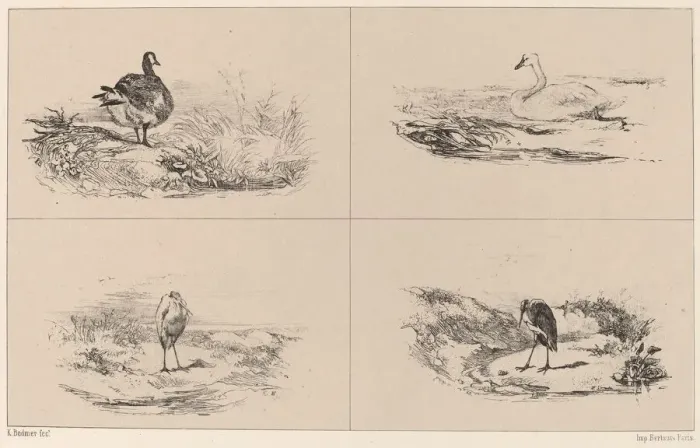 Framed Print : Oies, Cygnes, herons. Creator: Karl Bodmer Framed Print : Oies, Cygnes, herons. Creator: Karl Bodmer