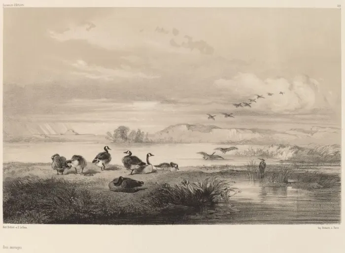 Framed Print : Oies sauvages. Creator: Karl Bodmer Framed Print : Oies sauvages. Creator: Karl Bodmer