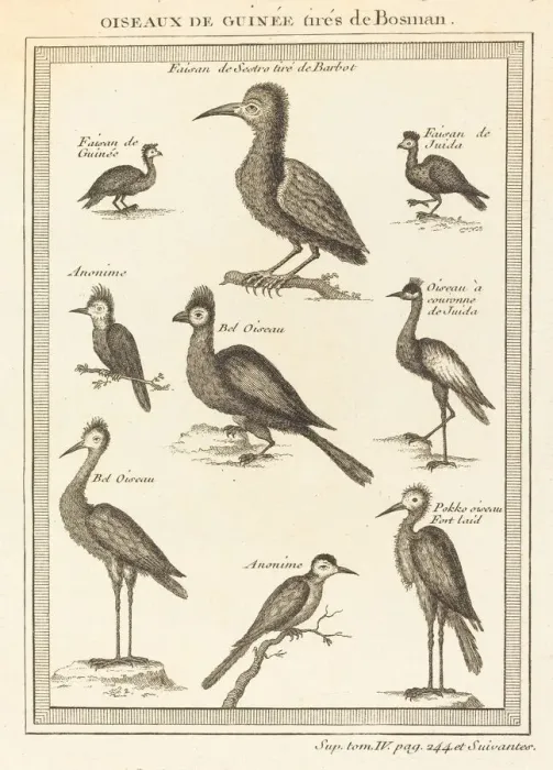 Framed Print : Oiseaux de Guinee tires de Bosman. Creator: Unknown Framed Print : Oiseaux de Guinee tires de Bosman. Creator: Unknown