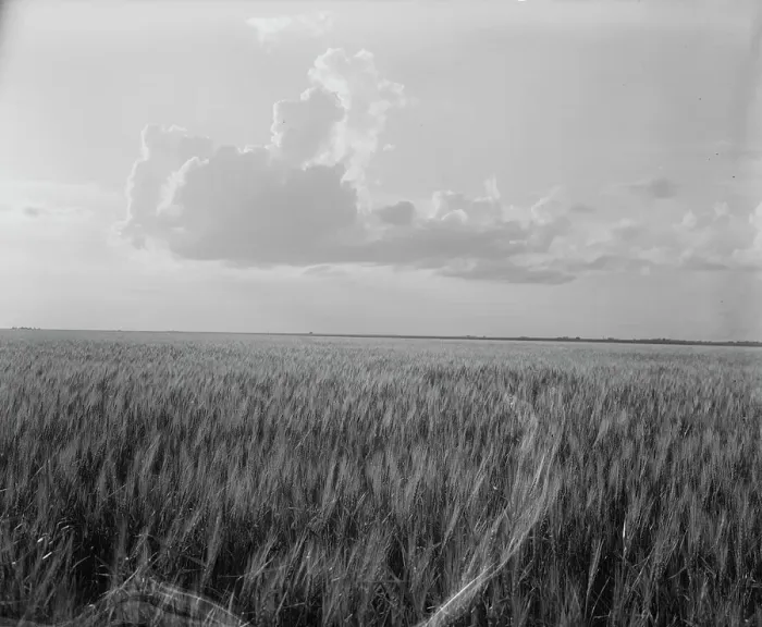 Framed Print : Oklahoma wheat, 1937. Creator: Dorothea Lange