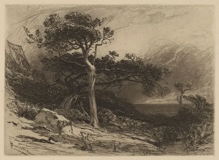 Framed Print : Old Cedars, Coast of Maine, 1880. Creator: James David Smillie Framed Print : Old Cedars, Coast of Maine, 1880. Creator: James David Smillie