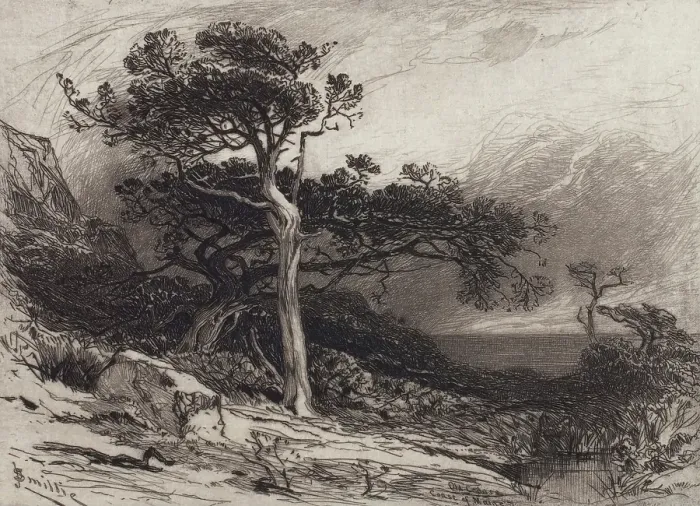 Framed Print : Old Cedars, Coast of Maine, 1880. Creator: James David Smillie Framed Print : Old Cedars, Coast of Maine, 1880. Creator: James David Smillie