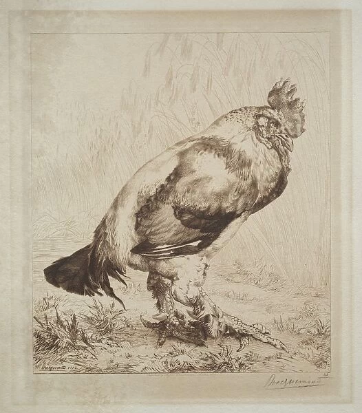 The Old Cock, 1882. Creator: Felix Bracquemond (French, 1833-1914); Messrs. Dowdeswell