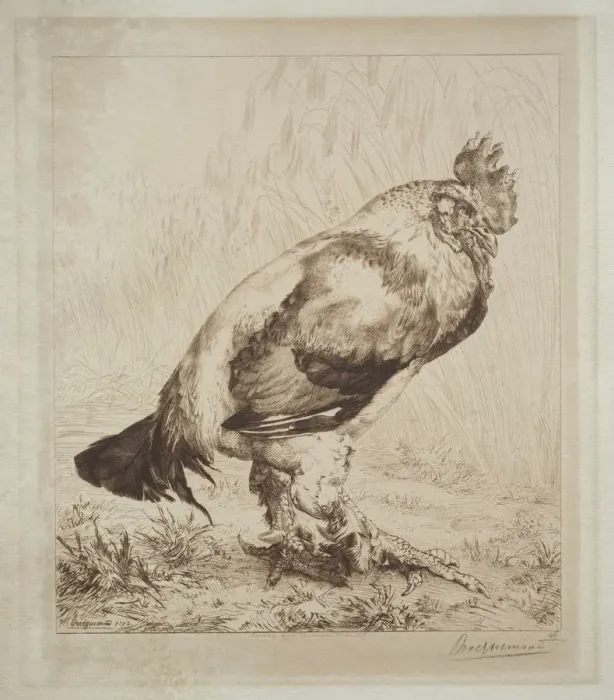 Framed Print : The Old Cock, 1882. Creator: Felix Bracquemond (French, 1833-1914); Messrs. Dowdeswell Framed Print : The Old Cock, 1882. Creator: Felix Bracquemond (French, 1833-1914); Messrs. Dowdeswell