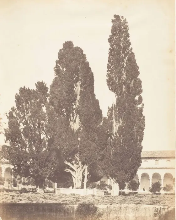 Framed Print : Old Cypress Trees in Carthusian Convent, Rome, 1853-56. Creator Framed Print : Old Cypress Trees in Carthusian Convent, Rome, 1853-56. Creator