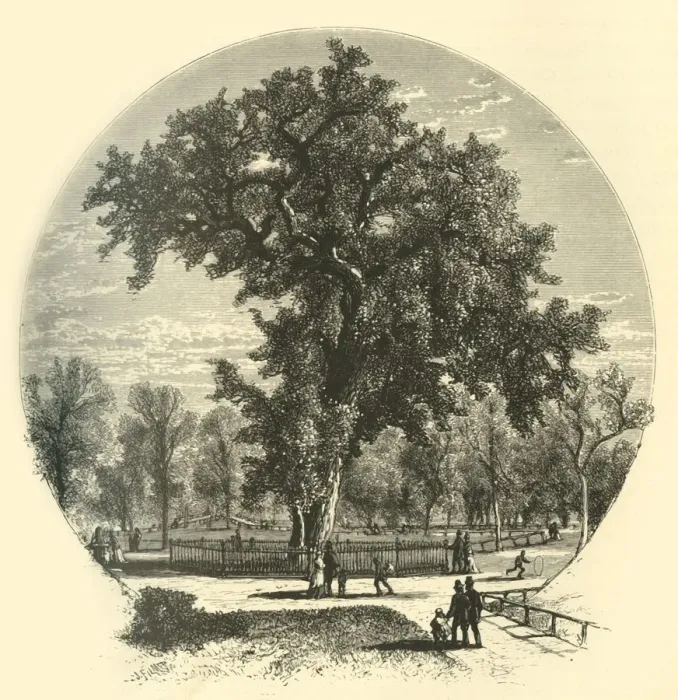 Framed Print : Old Elm, Boston Common, 1874. Creator: John Filmer Framed Print : Old Elm, Boston Common, 1874. Creator: John Filmer