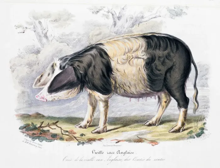 Framed Print : Old English breed of pig, 1842 Framed Print : Old English breed of pig, 1842