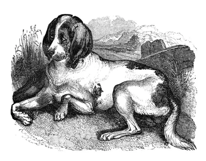Framed Print : Old English hound, 1848 Framed Print : Old English hound, 1848
