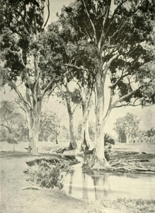 Framed Print : Old Gums, Mt. Crawford, South Australia, 1901. Creator: Unknown Framed Print : Old Gums, Mt. Crawford, South Australia, 1901. Creator: Unknown