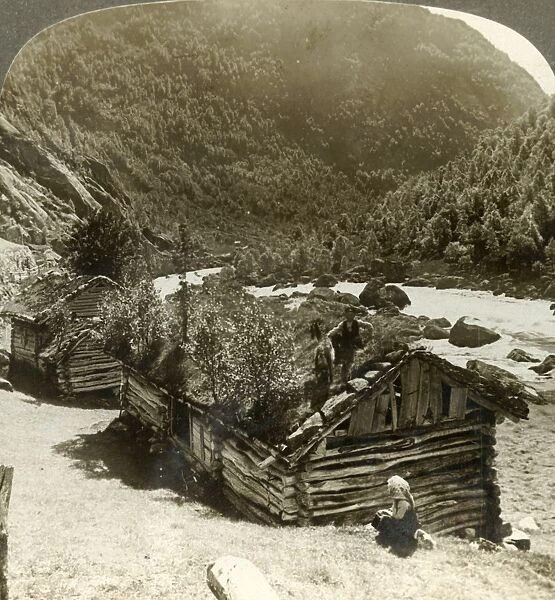 Old log houses in Bratslandsdal, with trees growing on sod-covered roofs, Norway, c1905