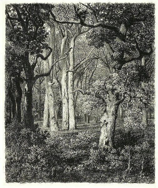 Old Oaks at Bas Bréau, c. 1865. Creator: Adolphe Martial Potemont