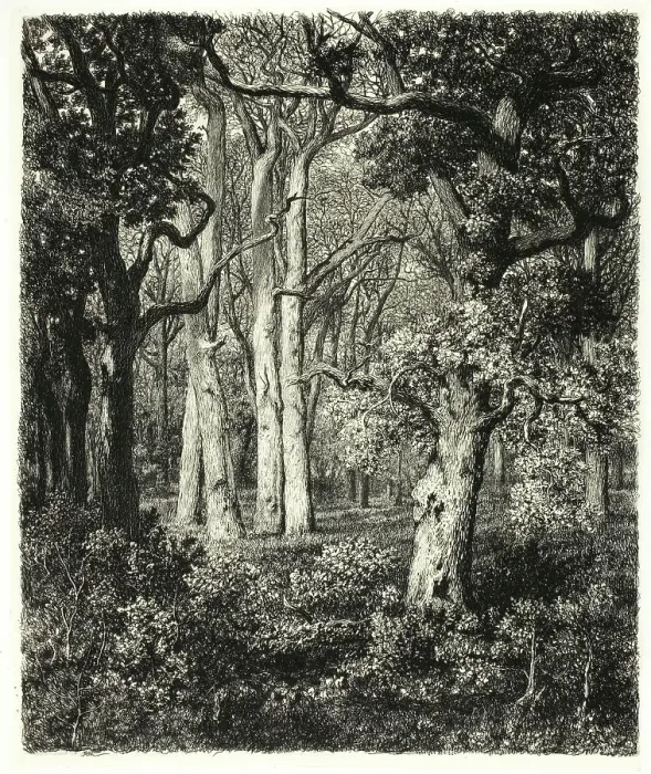 Framed Print : Old Oaks at Bas Bréau, c. 1865. Creator: Adolphe Martial Potemont Framed Print : Old Oaks at Bas Bréau, c. 1865. Creator: Adolphe Martial Potemont