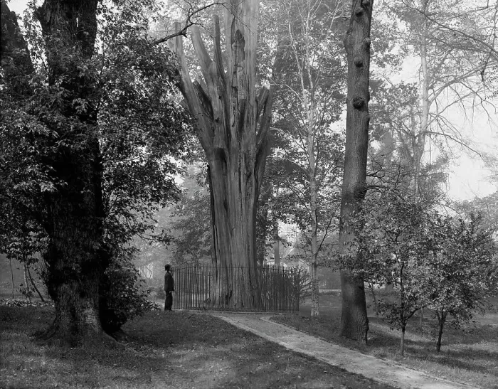 Framed Print : Old tree in Bartram's Park [Bartram's Gardens], Philadelphia, Pa. c1908. Creator: Unknown