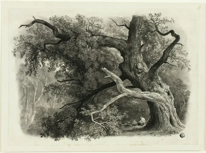 Framed Print : Old Tree in the Billah - Sherwood Forest, n.d. Creator: John Rawson Walker Framed Print : Old Tree in the Billah - Sherwood Forest, n.d. Creator: John Rawson Walker