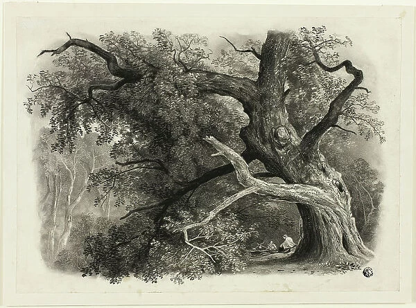 Old Tree in the Billah - Sherwood Forest, n.d. Creator: John Rawson Walker