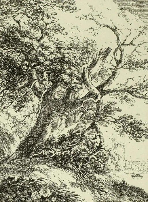 Framed Print : Old Tree, from the first issue of Specimens of Polyautography, 1801, published 1803. Creator: Thomas Hearne Framed Print : Old Tree, from the first issue of Specimens of Polyautography, 1801, published 1803. Creator: Thomas Hearne