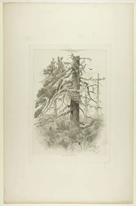 Framed Print : Old Trees at Naushon Island, 1864. Creator: Robert Swain Gifford Framed Print : Old Trees at Naushon Island, 1864. Creator: Robert Swain Gifford
