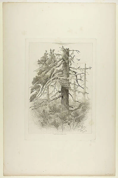 Old Trees at Naushon Island, 1864. Creator: Robert Swain Gifford