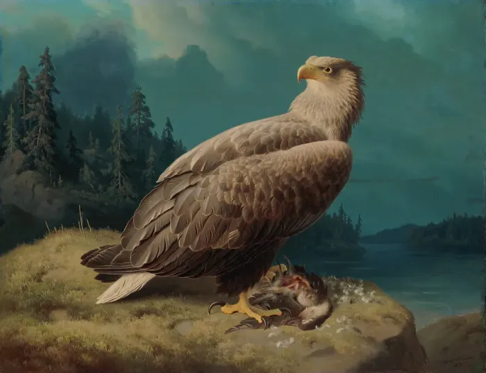 Framed Print : Old White-Tailed Sea Eagle, 1871. Creator: Ferdinand von Wright Framed Print : Old White-Tailed Sea Eagle, 1871. Creator: Ferdinand von Wright