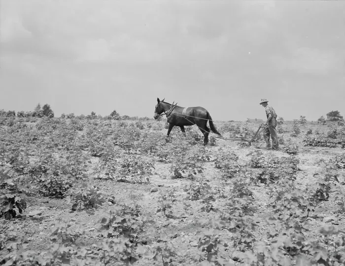 Framed Print : Oldest son of a sharecropper family working in the cotton, Chesnee, South Carolina, 1937. Creator: Dorothea Lange Framed Print : Oldest son of a sharecropper family working in the cotton, Chesnee, South Carolina, 1937. Creator: Dorothea Lange