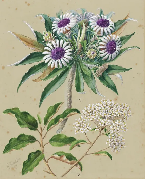 Framed Print : Olearia angustifolia: mutton bird scrub, Teteaweka; Olearia frufuracea: Akipirau, c.1885. Creator: Sarah Featon Framed Print : Olearia angustifolia: mutton bird scrub, Teteaweka; Olearia frufuracea: Akipirau, c.1885. Creator: Sarah Featon
