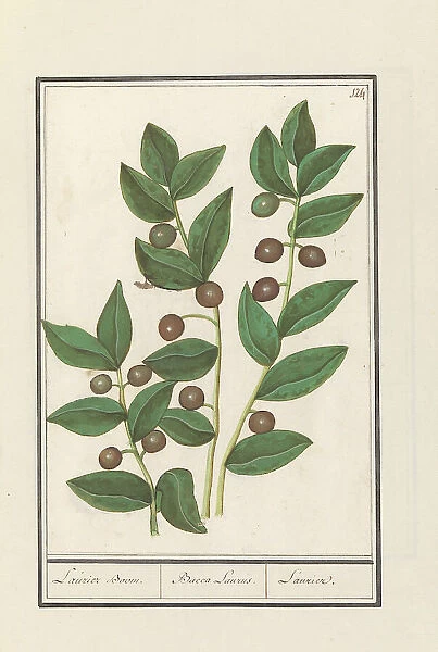 Olive (Olea europaea), 1596-1610. Creators: Anselmus de Boodt, Elias Verhulst