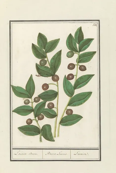 Framed Print : Olive (Olea europaea), 1596-1610. Creators: Anselmus de Boodt, Elias Verhulst Framed Print : Olive (Olea europaea), 1596-1610. Creators: Anselmus de Boodt, Elias Verhulst