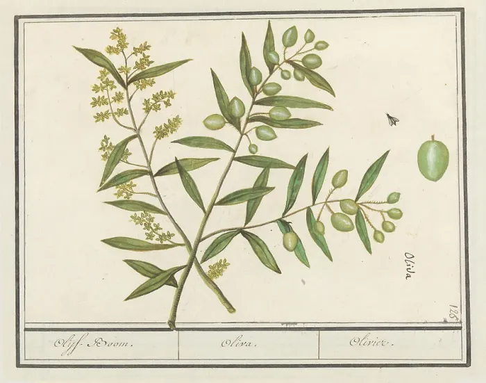 Framed Print : Olive (Olea europaea), 1596-1610. Creators: Anselmus de Boodt, Elias Verhulst Framed Print : Olive (Olea europaea), 1596-1610. Creators: Anselmus de Boodt, Elias Verhulst
