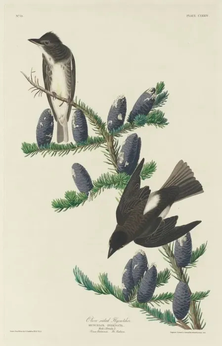 Framed Print : Olive-sided Flycatcher, 1833. Creator: Robert Havell Framed Print : Olive-sided Flycatcher, 1833. Creator: Robert Havell