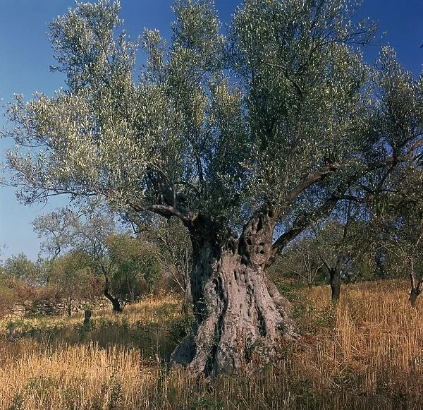 Olive tree in Sicily