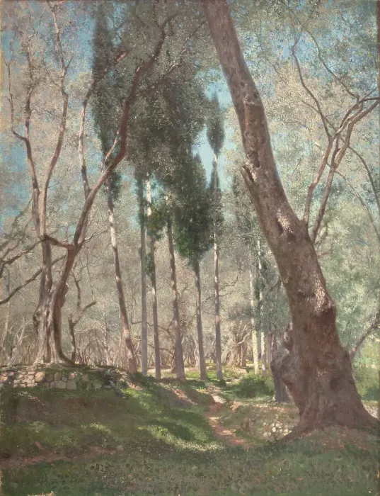 Framed Print : Olive trees in Menton, 1897. Creator: Henry Brokman Framed Print : Olive trees in Menton, 1897. Creator: Henry Brokman