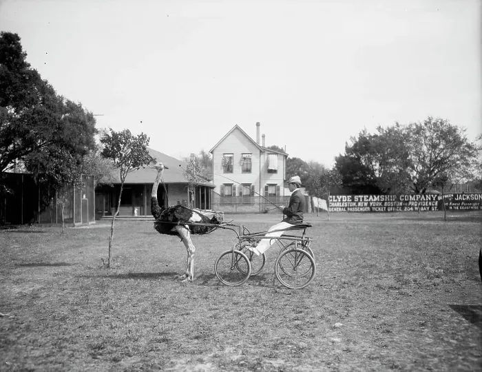 Framed Print : Oliver W. the famous trotting ostrich, Florida Ostrich Farm, Jacksonville, Florida, c1900-1910. Creator: Unknown