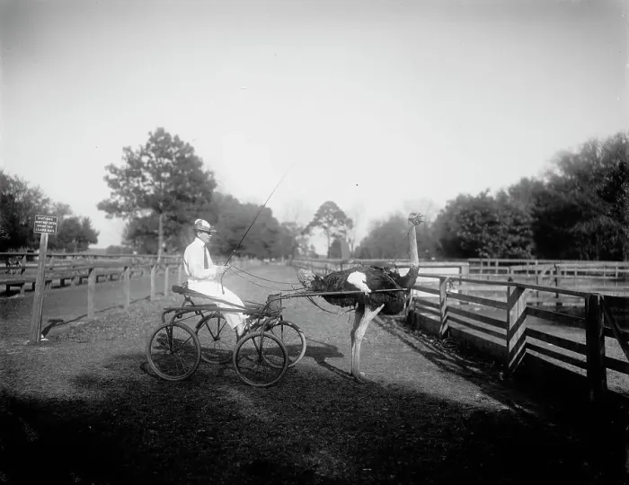Framed Print : Oliver W. the famous trotting ostrich, Florida Ostrich Farm, Jacksonville, Florida, c1900-1910. Creator: Unknown Framed Print : Oliver W. the famous trotting ostrich, Florida Ostrich Farm, Jacksonville, Florida, c1900-1910. Creator: Unknown