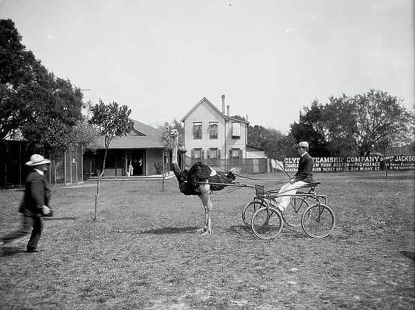Oliver W. the famous trotting ostrich [at Florida Ostrich Farm, Jacksonville], c1903. Creator: Unknown