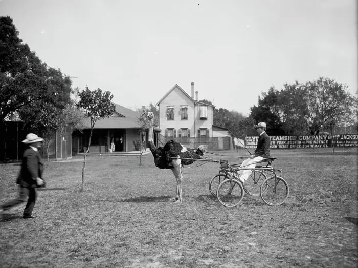 Framed Print : Oliver W. the famous trotting ostrich [at Florida Ostrich Farm, Jacksonville], c1903. Creator: Unknown
