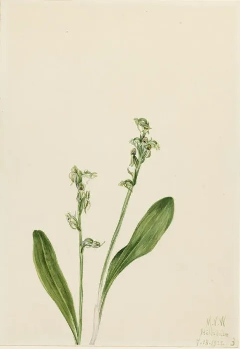 Framed Print : One-Leaf-Bog-Orchid (Habenaria obtusata), 1922. Creator: Mary Vaux Walcott Framed Print : One-Leaf-Bog-Orchid (Habenaria obtusata), 1922. Creator: Mary Vaux Walcott