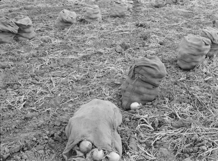 Framed Print : Onions drying in sacks in the field, Malheur County, Oregon, 1939. Creator: Dorothea Lange Framed Print : Onions drying in sacks in the field, Malheur County, Oregon, 1939. Creator: Dorothea Lange
