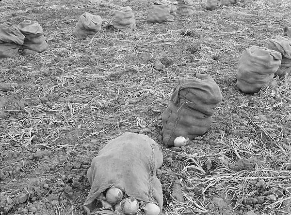 Onions drying in sacks in the field, Malheur County, Oregon, 1939. Creator: Dorothea Lange
