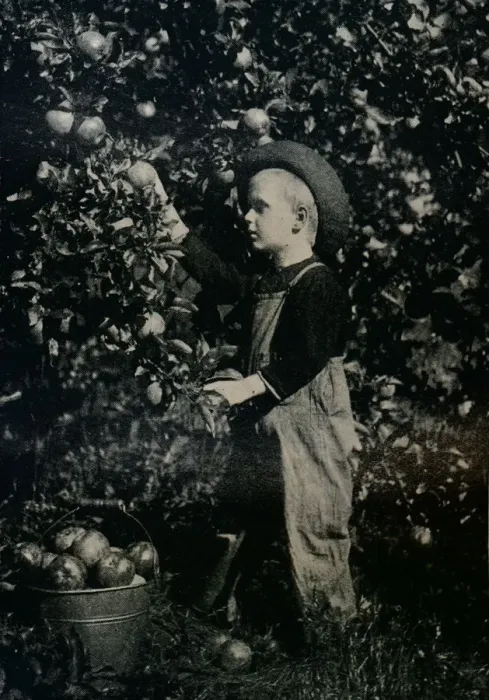 Framed Print : In One Of Ontaarios Fruitful Orchards, c1934 Framed Print : In One Of Ontaarios Fruitful Orchards, c1934