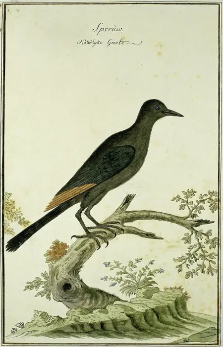 Framed Print : Onychognathus morio (Red-winged starling), 1777-1786. Creator: Robert Jacob Gordon Framed Print : Onychognathus morio (Red-winged starling), 1777-1786. Creator: Robert Jacob Gordon