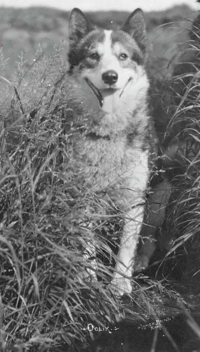 Framed Print : Oolik, an Alaskan huskie, between c1900 and c1930. Creator: Lomen Brothers